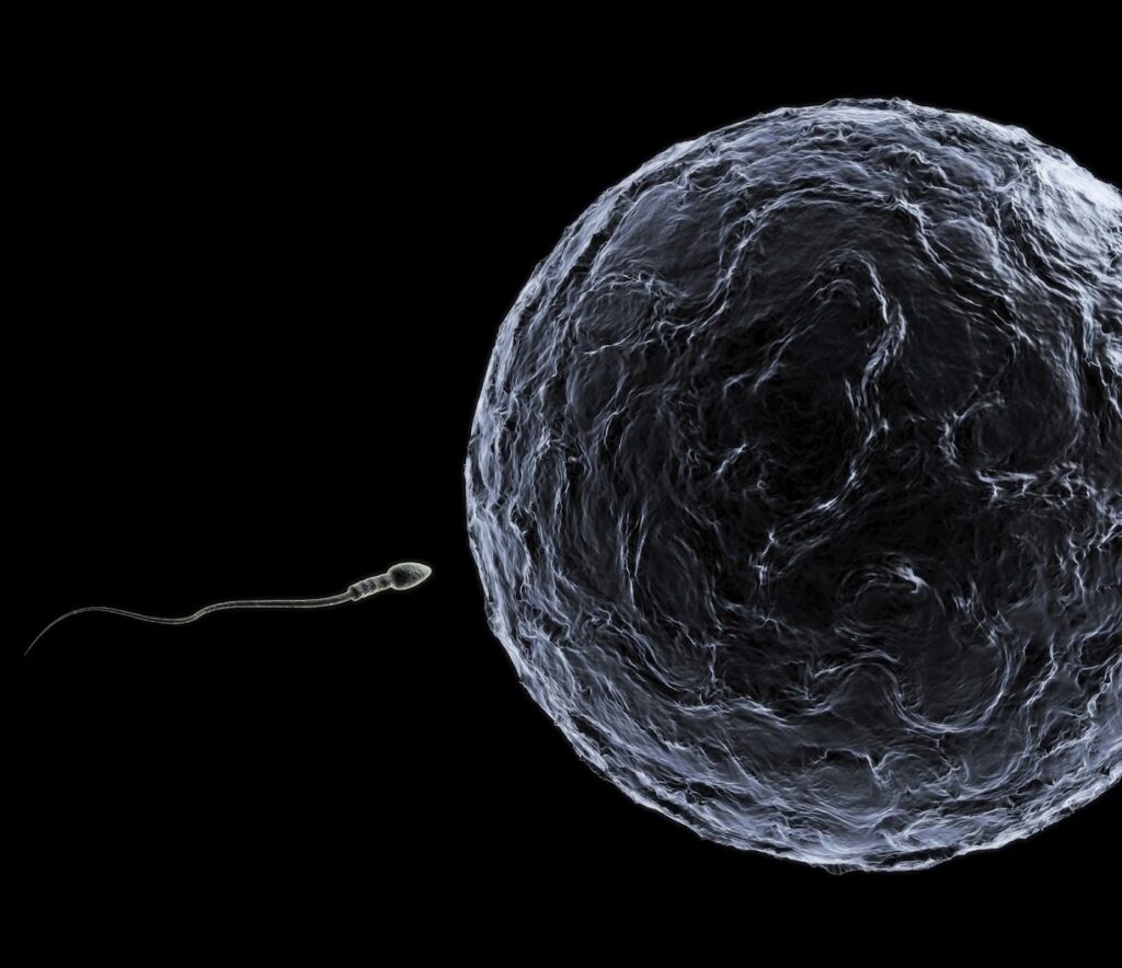 Specialists in Reproductive Medicine & Surgery, PA, Embryo Donation International, PL gallery photo